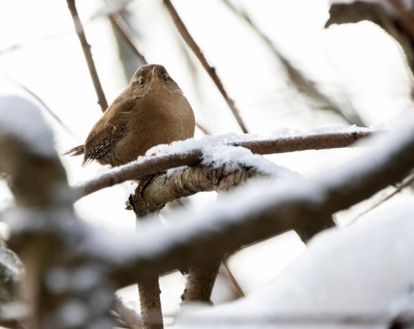 Поющий орешек: специалисты Мосприроды заметили редкую птицу - фото 5