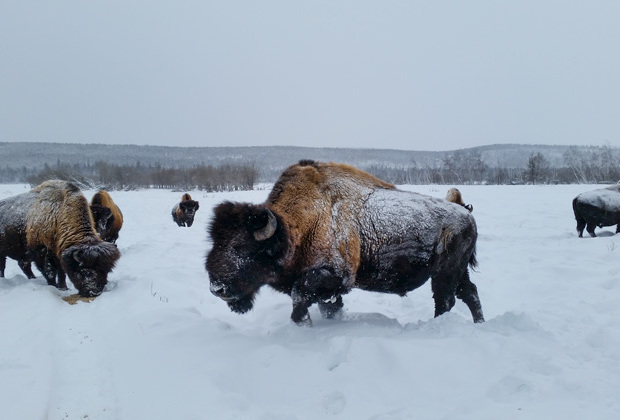 «Бизон — зверек русский»: репортаж из уникального бизонария в Якутии  - фото 4