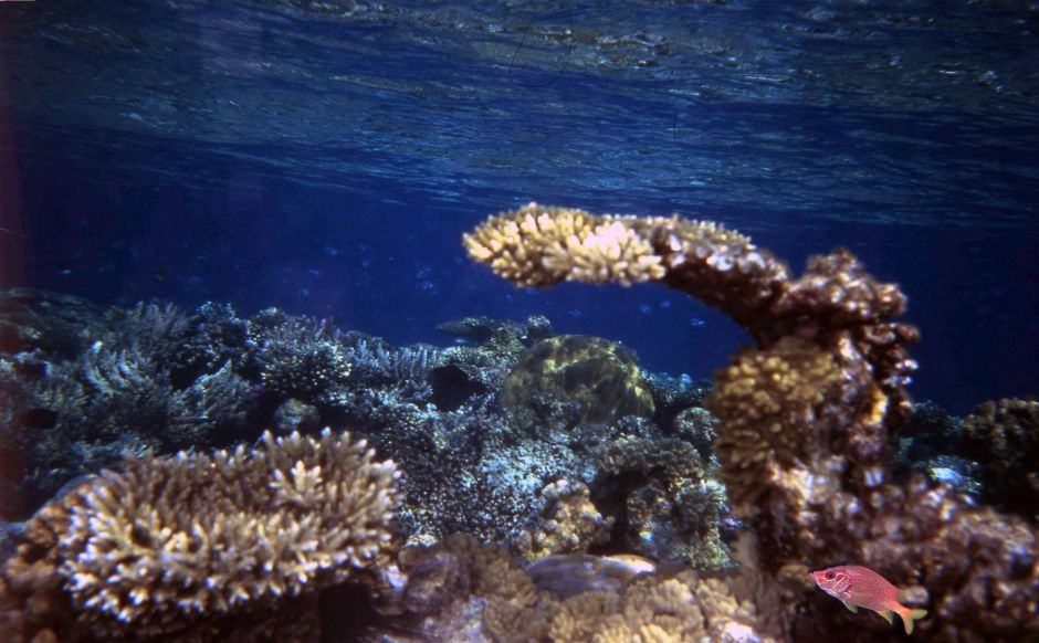 Василий Климов рассказал о своей встрече с миром кораллов - фото 7