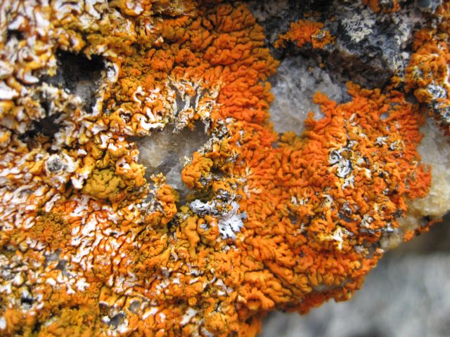 Лишайники, грибы и водоросли. Обо все этом в окнах Василия Климова - фото 3