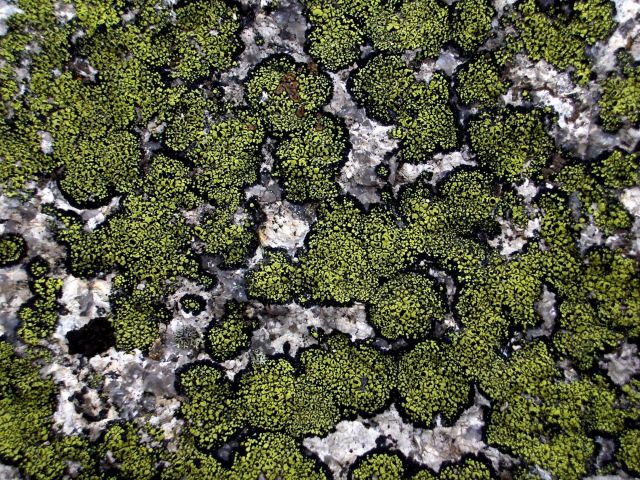 Лишайники, грибы и водоросли. Обо все этом в окнах Василия Климова - фото 5