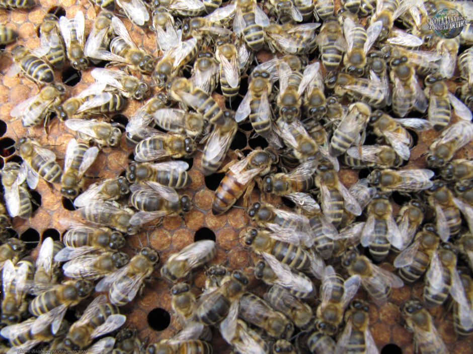 Все о диких пчелах-строителях от Василия Климова - фото 8