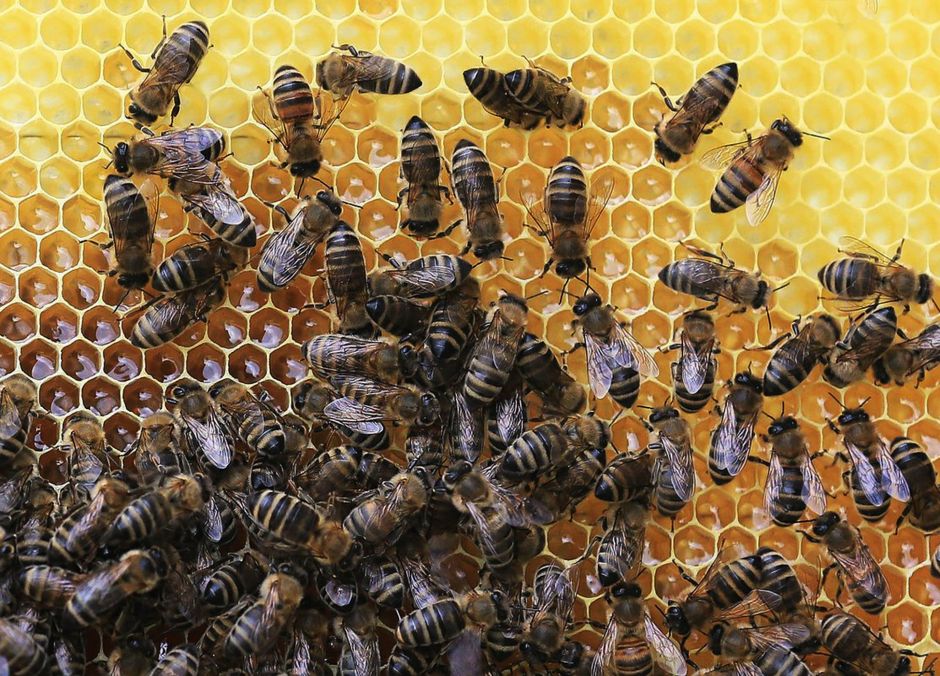 Все о диких пчелах-строителях от Василия Климова - фото 1