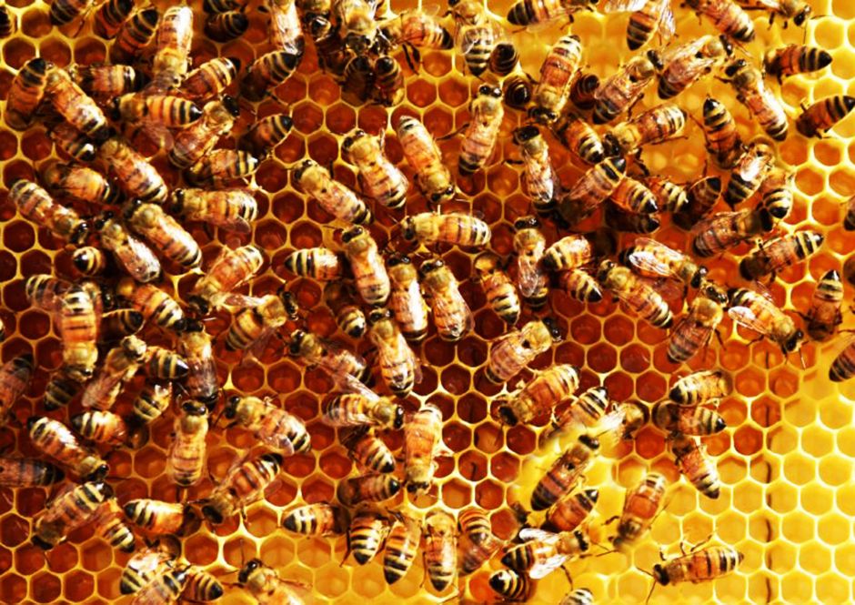 Все о диких пчелах-строителях от Василия Климова - фото 2
