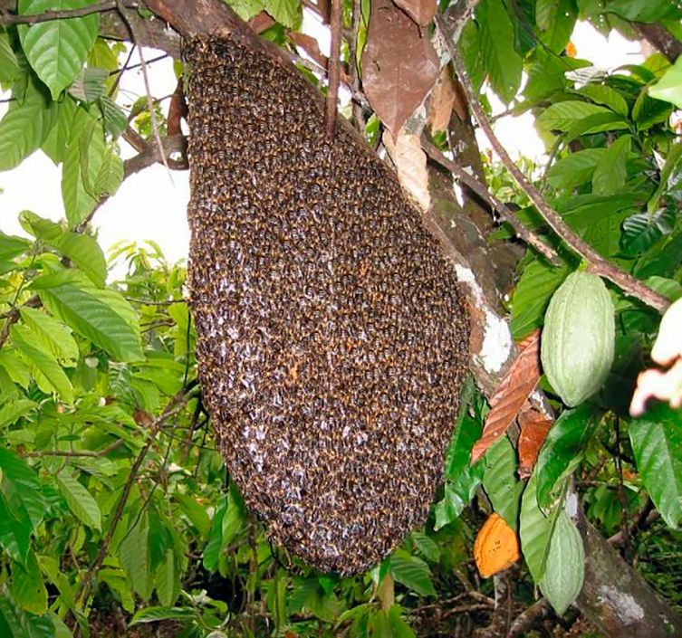 Все о диких пчелах-строителях от Василия Климова - фото 7