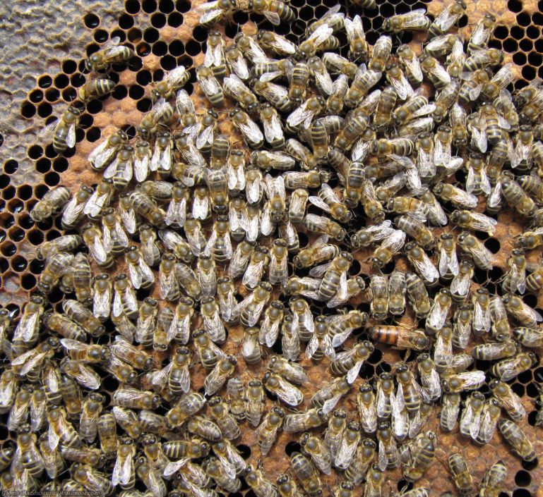 Все о диких пчелах-строителях от Василия Климова - фото 3