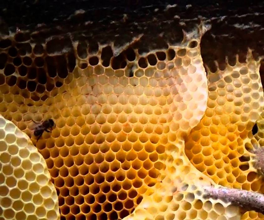 Все о диких пчелах-строителях от Василия Климова - фото 6