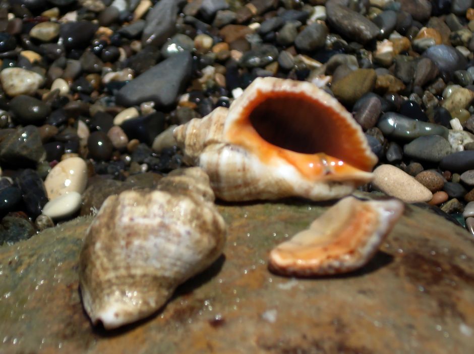 Все о моллюсках от Василия Климова в его окне в мир - фото 5