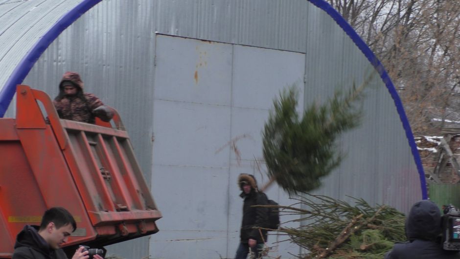 Новогодние ели сдали москвичи на утилизацию в рамках акции «Елочный круговорот» - фото 1