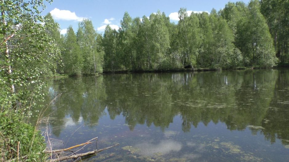 Как в ТиНАО, Троицк, в реку Поляницу выпускали лысуху и уток - фото 3