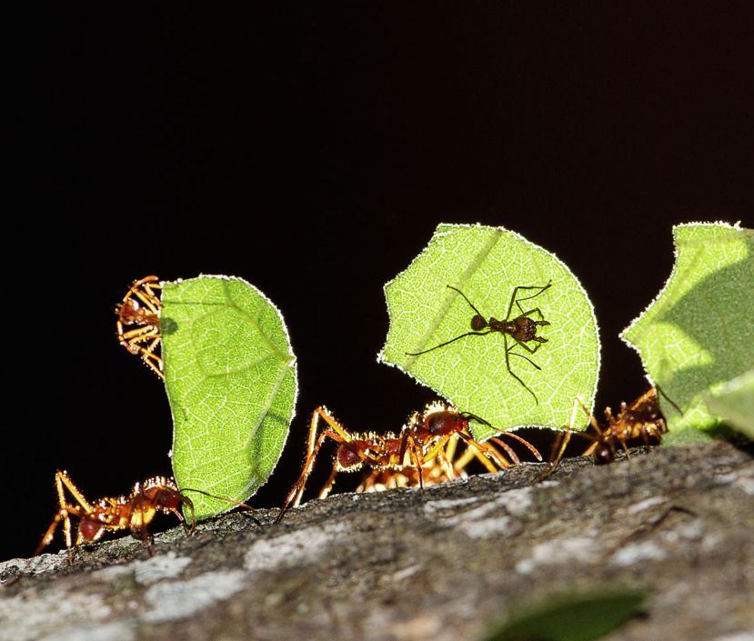 Что рассказал Василий Климов о симбиозе муравьев и бактерий - фото 2