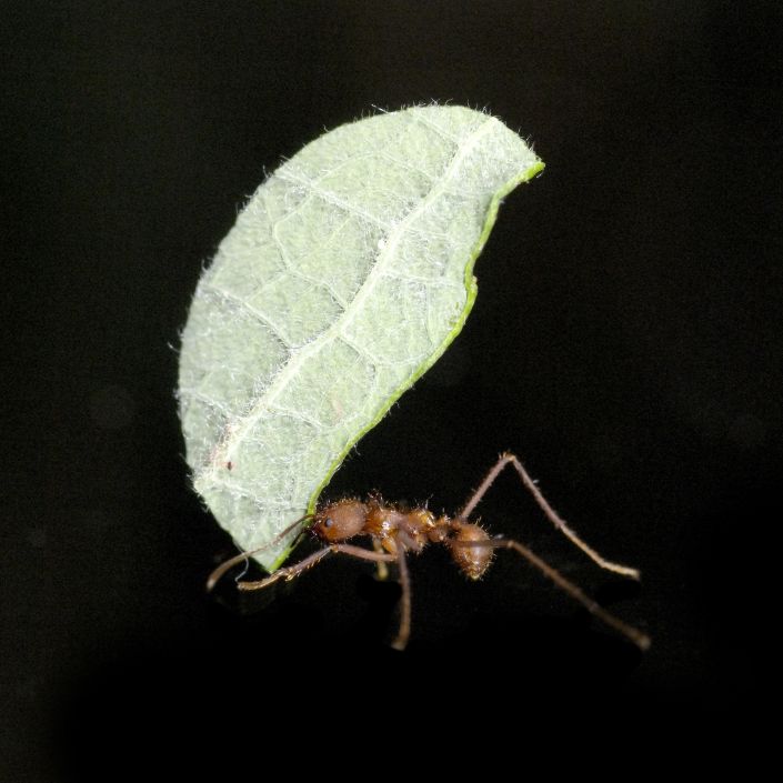 Что рассказал Василий Климов о симбиозе муравьев и бактерий - фото 3
