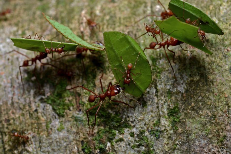 Что рассказал Василий Климов о симбиозе муравьев и бактерий - фото 6