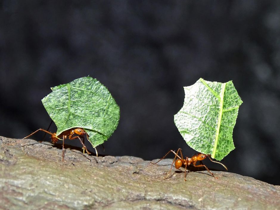 Что рассказал Василий Климов о симбиозе муравьев и бактерий - фото 5