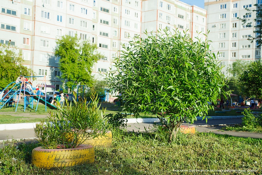 Дети любинских ив: как горожане спасают деревья, ставшие одним из символов города - фото 2