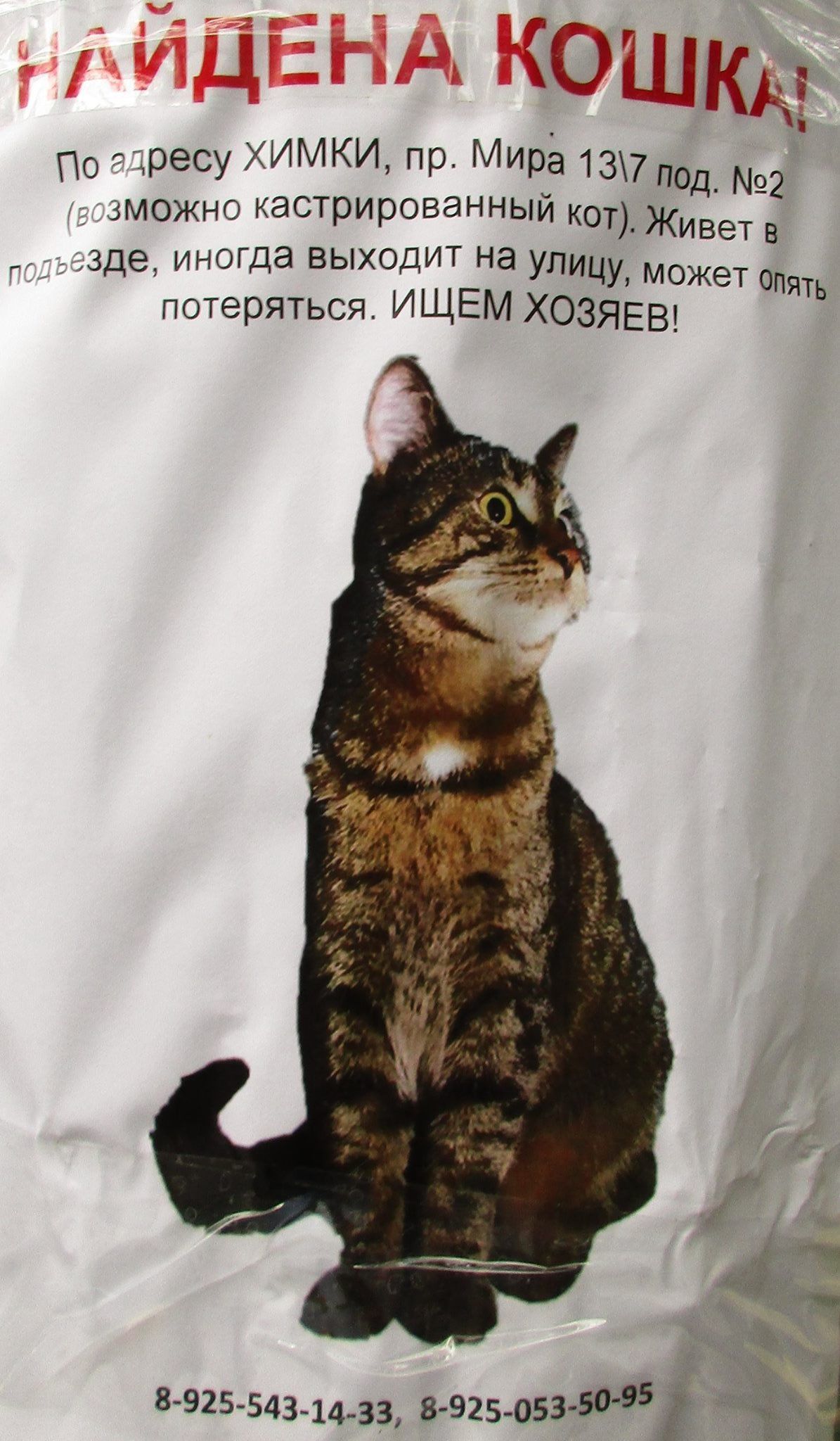 В Химках найден пропавший котик - фото 2