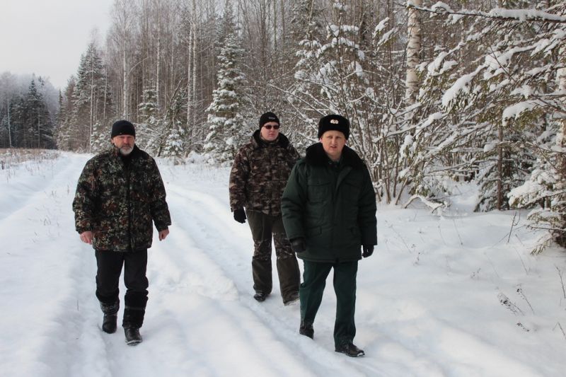 Лесничие Владимирской области проводят рейды против «черных» лесорубов - фото 3
