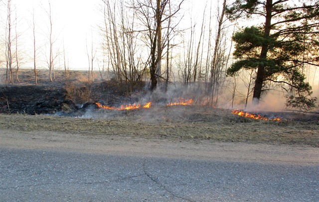 О текущей лесопожарной обстановке на Смоленщине - фото 2
