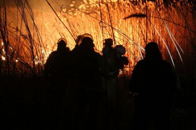 Лесопожарные службы Брянщины готовятся к будущему пожароопасному сезону - фото 1