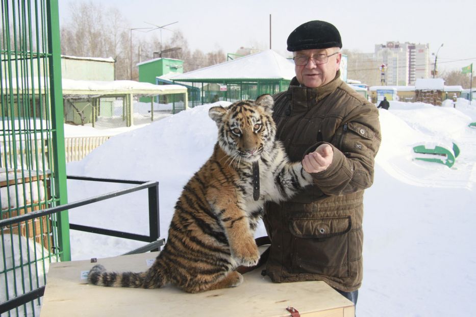Директор Барнаульского зоопарка Сергей Писарев спасает редких животных, попавших в беду - фото 4