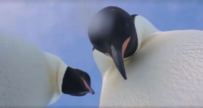 В Антарктиде пингвины провели мастер-класс по селфи - фото 1
