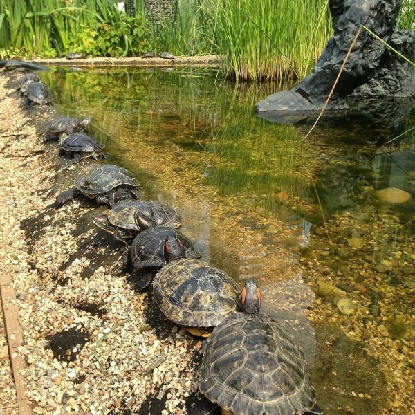 13 апреля черепахи "Аптекарского огорода" торжественно переедут под открытое небо - фото 1
