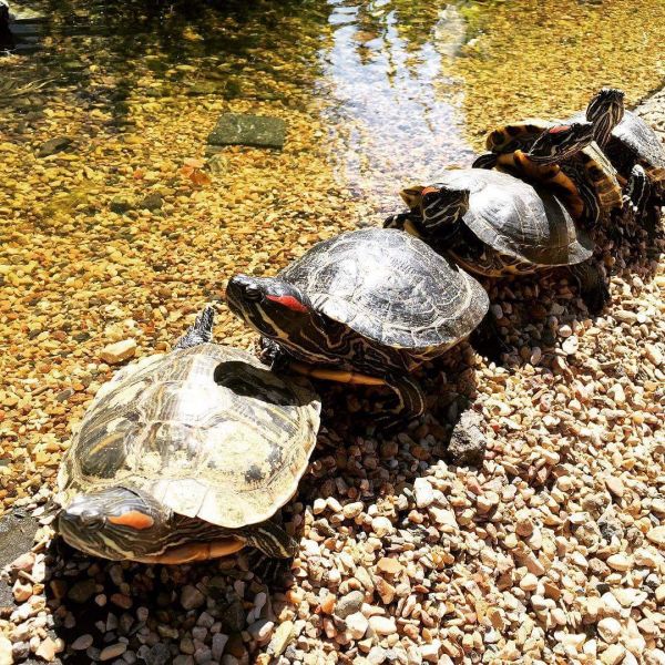 13 апреля черепахи "Аптекарского огорода" торжественно переедут под открытое небо - фото 2