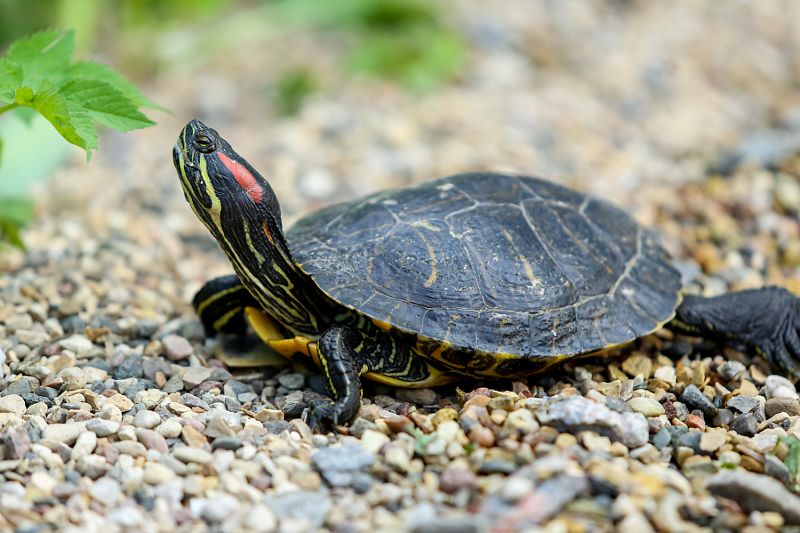 13 апреля черепахи "Аптекарского огорода" торжественно переедут под открытое небо - фото 5
