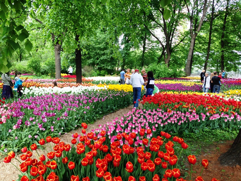 С 14 апреля по 3 июня — XVIII Весенний фестиваль цветов в "Аптекарском огороде" - фото 4