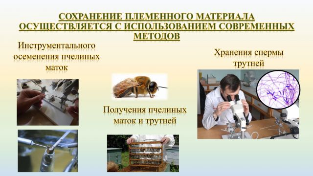 Пчёлы и Человек – размышления от колумниста журнала «ЭкоГрад» Игоря Жаркова - фото 1