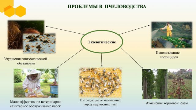 Пчёлы и Человек – размышления от колумниста журнала «ЭкоГрад» Игоря Жаркова - фото 6