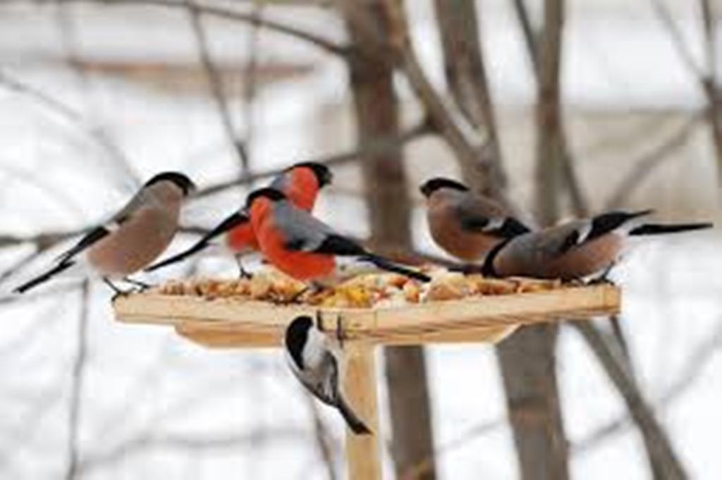  Как правильно кормить птиц зимой: 5 советов бердвотчера - фото 1