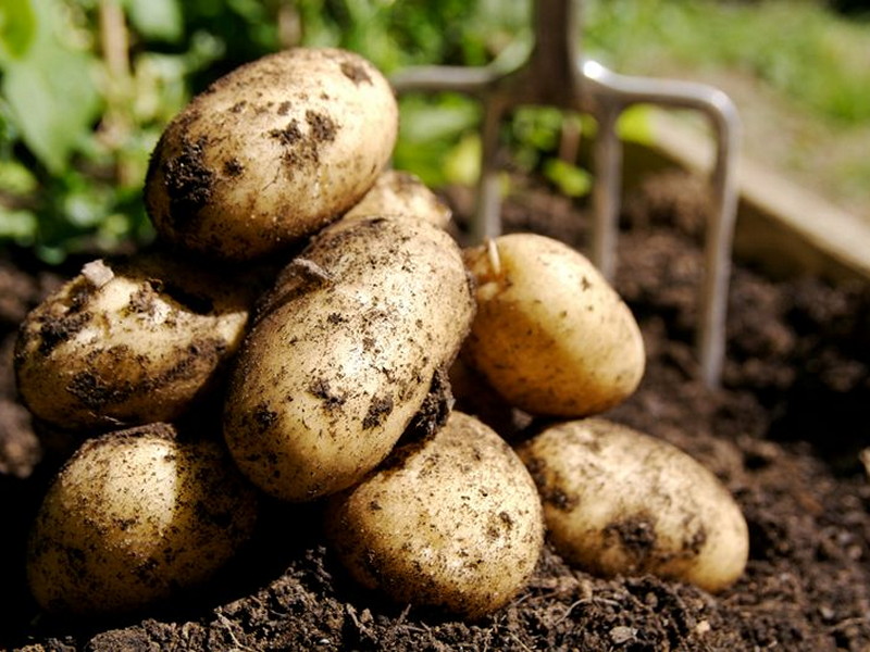 Выращиваем картофель правильно - фото 10