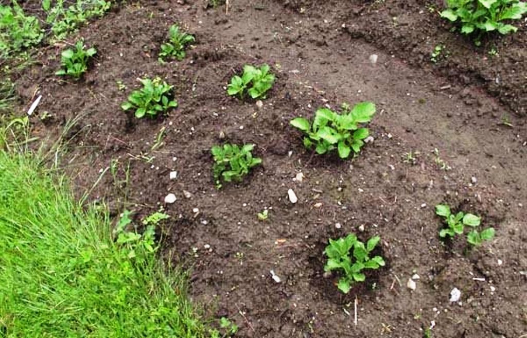 Выращиваем картофель правильно - фото 2