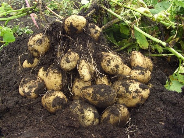 Посадка и выращивание картофеля на дачном участке - фото 1