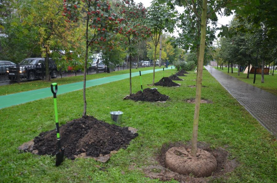 «ЭкоГрад» увидел, как Антон Кульбачевский и Павел Барышев заложили аллею деревьев на Кременчугской улице - фото 10
