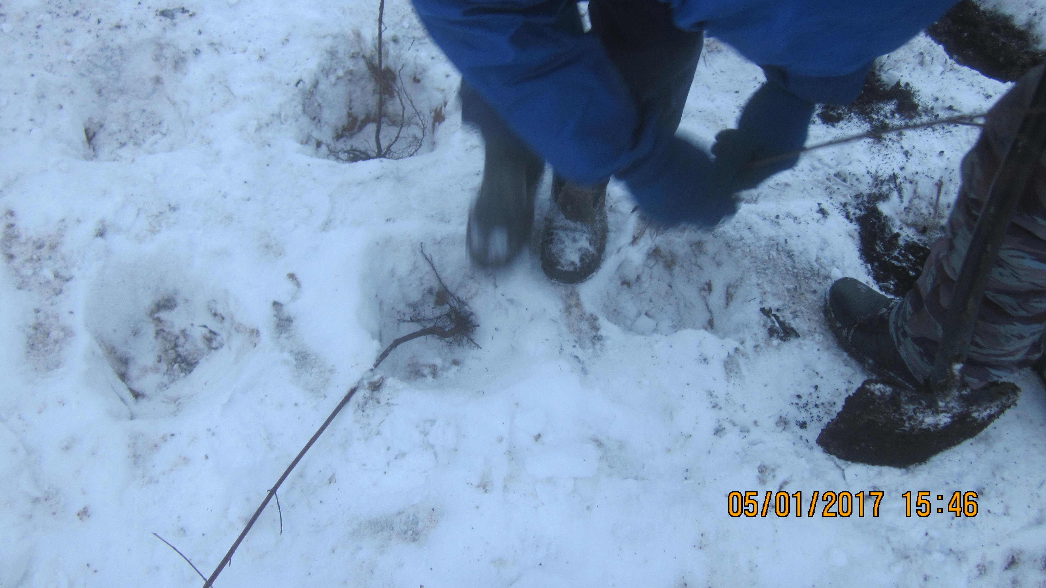 Зимние высадки кустарника в Косино-Ухтомском  - фото 3