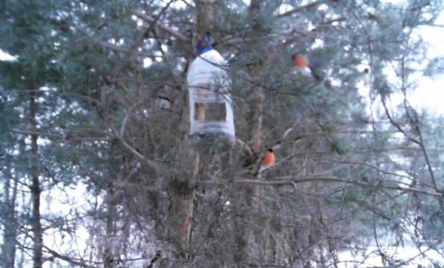 Снегири приватизировали одну из птичьих кормушек на биостанции «Маринино» - фото 1
