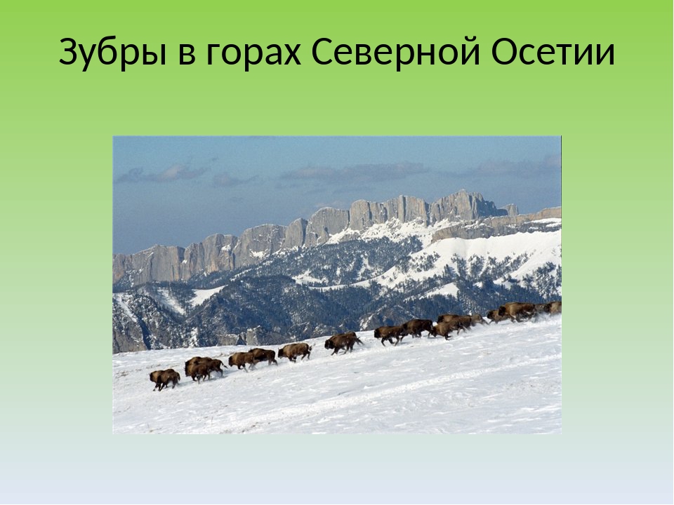 Северо-Осетинский заповедник отчитался об учёте зубров - фото 1