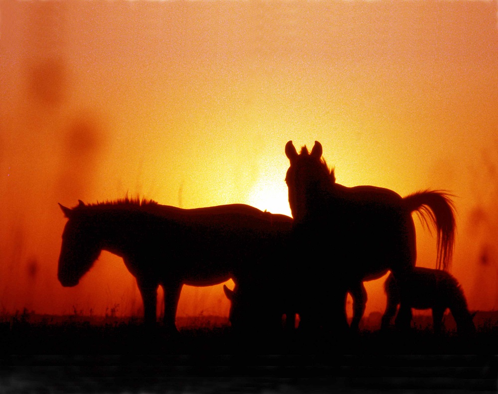 Лошадь Пржевальского — последние дикие лошади на планете - фото 2