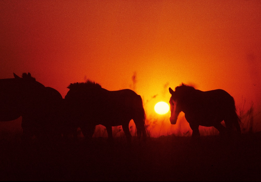Лошадь Пржевальского — последние дикие лошади на планете - фото 3
