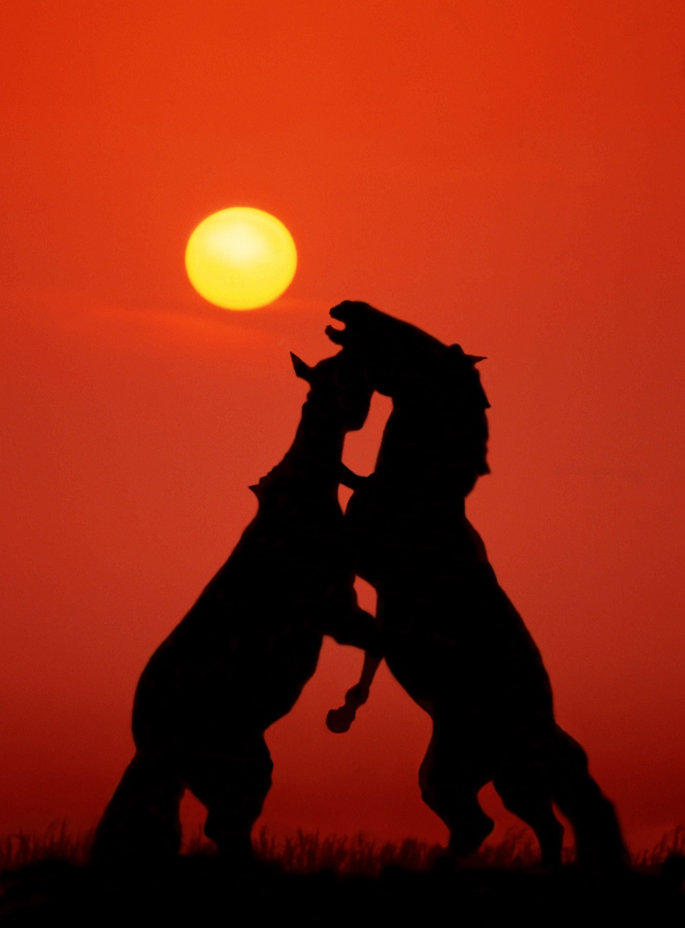 Лошадь Пржевальского — последние дикие лошади на планете - фото 26
