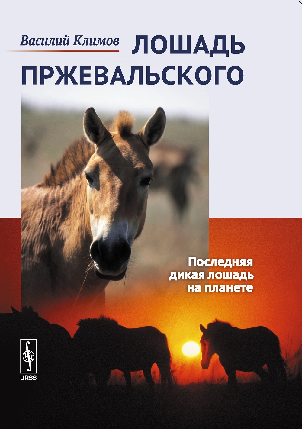 Лошадь Пржевальского — последние дикие лошади на планете - фото 1