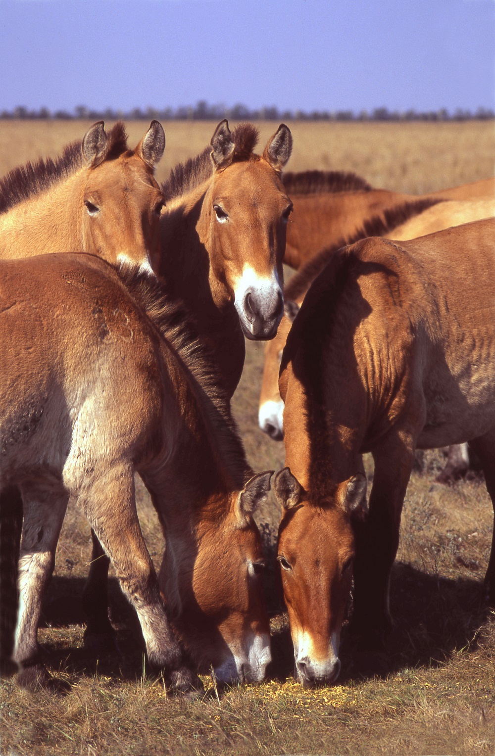 Лошадь Пржевальского — последние дикие лошади на планете - фото 6