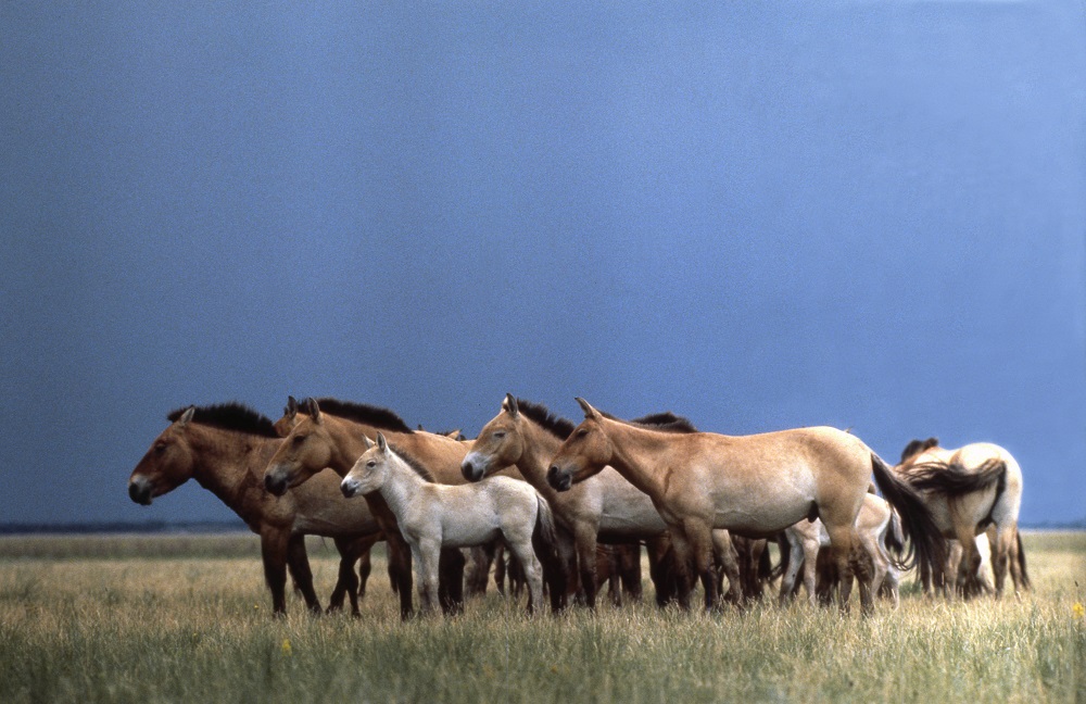 Лошадь Пржевальского — последние дикие лошади на планете - фото 7