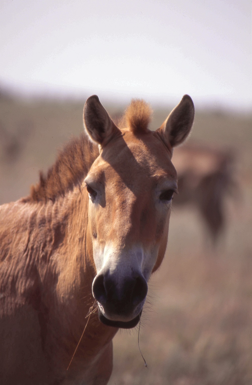 Лошадь Пржевальского — последние дикие лошади на планете - фото 8