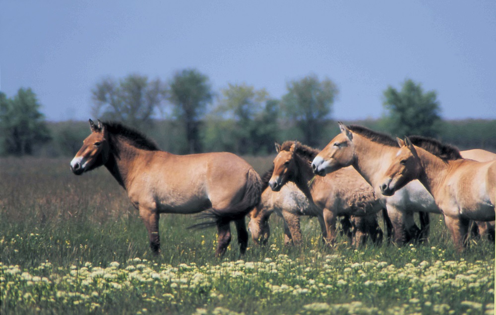 Лошадь Пржевальского — последние дикие лошади на планете - фото 9