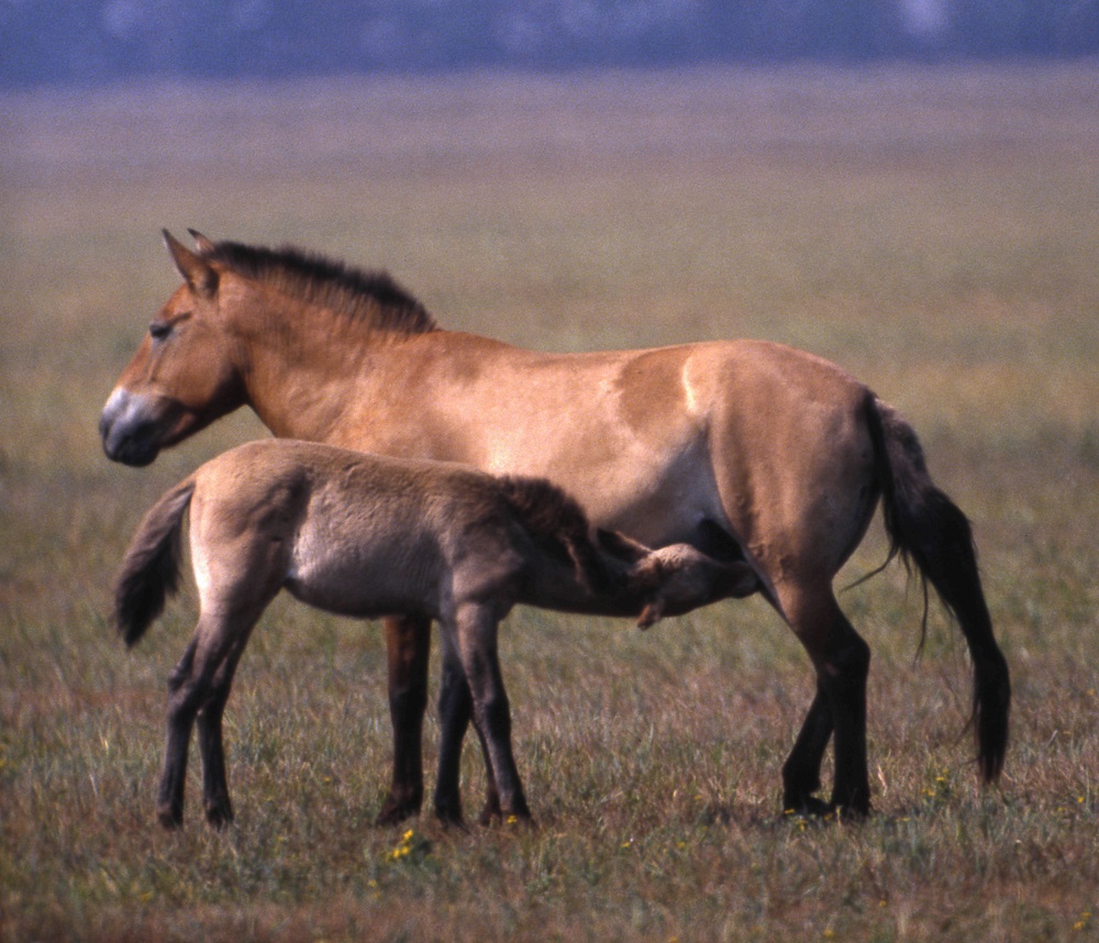 Лошадь Пржевальского — последние дикие лошади на планете - фото 11