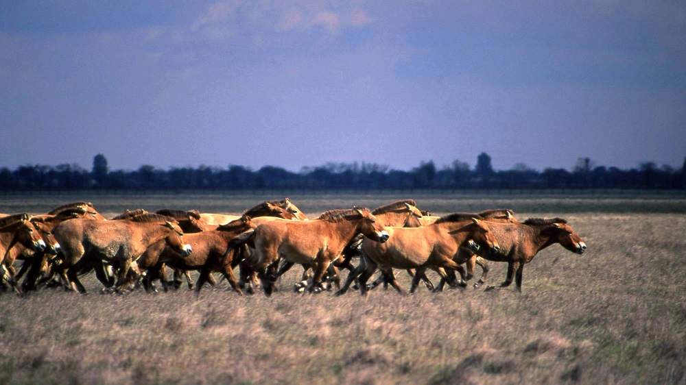 Лошадь Пржевальского — последние дикие лошади на планете - фото 12