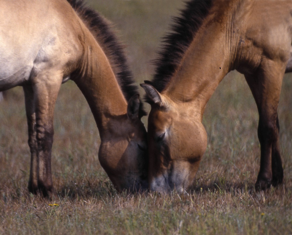 Лошадь Пржевальского — последние дикие лошади на планете - фото 13